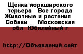 Щенки йоркширского терьера - Все города Животные и растения » Собаки   . Московская обл.,Юбилейный г.